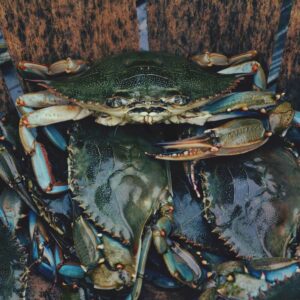 Sea Food